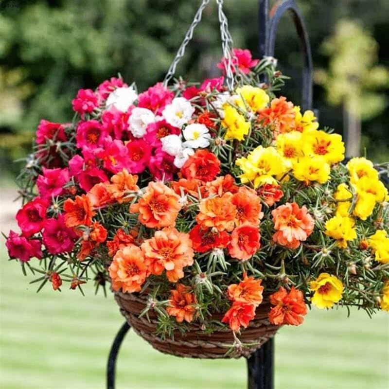 2 Mix Portulaca Moss Rose Plants Live, Double Flowered Moss Roses Flowers, Clumps 4-8" Tall, Portulaca Plants Live