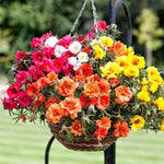 3 Mix Portulaca Moss Rose Live Plants, Clumps 4-8" Tall Double Flowered Moss Roses for Outdoor Garden, Patio, Hanging Baskets
