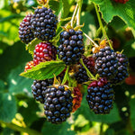 2 Thornless BlackBerry Plants Live for Planting, BlackBerry Bushes Live Plants 5 to 8 Inc Tall, Blackberries Fruit (Ouachita BlackBerry)
