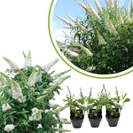 White Butterfly Bush Buddleia Butterfly Plant Live, 4-9" Tall Well-Rooted for Outdoor Gardens, Perennial Shrub, No Pot