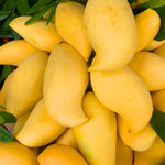 Julie Mango Tree Live Plant Grafted, 2 to 3 Feet Tall in Gallon Pot, Ready to Bear Fruit in 1 Year, Sweet Mango Tree for Planting