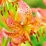 Set 10 Turks Cap Lily Bulbs, Tiger Lily Bulbs Vibrant Orange Blooms for Outdoor Borders Perennials, Flowers Bulbs