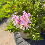 3 Citronella Plants, Live Citronella Geranium Plants 4-7 Inch, Perennial Fragrant Herbs, Container and Garden Planting