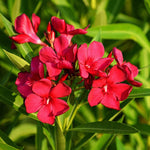 Set 2 Oleander Plants Live, Flowering Oleander Bush Shrub Ready to Grow Outdoor, 5-7 Inch Tall