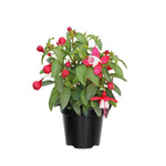 2 Fuchsia Plants Live Hanging Basket, Live Fuchsia Plant, 3 to 5 Inches Starter Plants