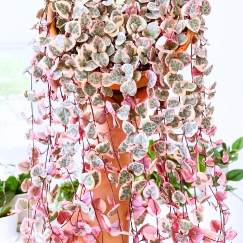 Ceropegia Woodii Variegated String of Hearts Live Plant, in Pot, Trailing Succulent Plant, Hanging Vine Live Indoor Houseplant
