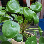 Pilea Peperomioides Live Plant 4-6 Inch Tall, Money Plant Houseplant for Home Decor, Office