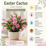Easter Cactus Plant Live, Pink Easter Cactus, 2 Inches Pot, 3-5 Inches Tall, Indoor Flowering Succulent for Homes, Offices and Container