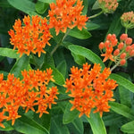 4 Milkweed Plants Live, Orange Butterfly Milkweed Asclepias Tuberosa Perennial Wildflowers Swamp Common Bush, 1-3" in Tall, No Pot