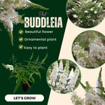 White Butterfly Bush Buddleia Butterfly Plant Live, 4-9" Tall Well-Rooted for Outdoor Gardens, Perennial Shrub, No Pot