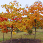 Sassafras Tree Live Plant 2-3 Feet Tall, Rare Sassafras Plant Well-Rooted in Pot, Very Cold Hardy, Zones 4 to 9