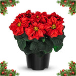 2 Poinsettia Plants Live, Rose Poinsettia Flowers Christmas Decorations, Holiday Houseplant, Poinsettias Trees Plants, No Pot, 5-9" Tall