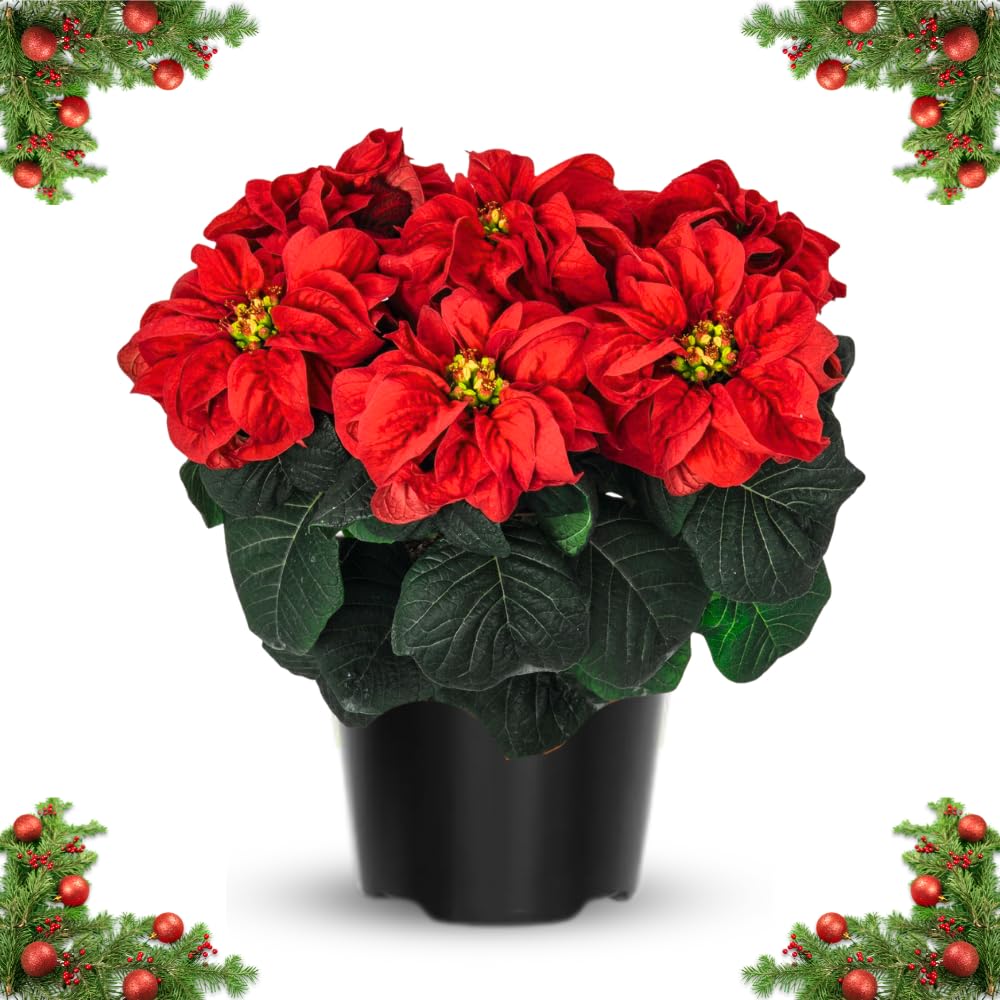2 Poinsettia Plants Live, Rose Poinsettia Flowers Christmas Decorations, Holiday Houseplant, Poinsettias Trees Plants, No Pot, 5-9" Tall