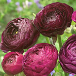 25 Purple Ranunculus Bulbs for Fall Planting, Ranunculus Corms Ranunculus Flowers Perennial Flower Bulbs, Peony Bulbs Ranunculus Bulbs for Planting, Persian Buttercup Flowers