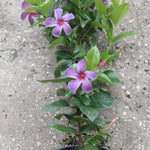 Mandevilla Plant Live, 10 to 12 Inc Tall Seedling, Purple Mandevilla Vine Plants, Perennial Flowering Mandevilla Live Plant