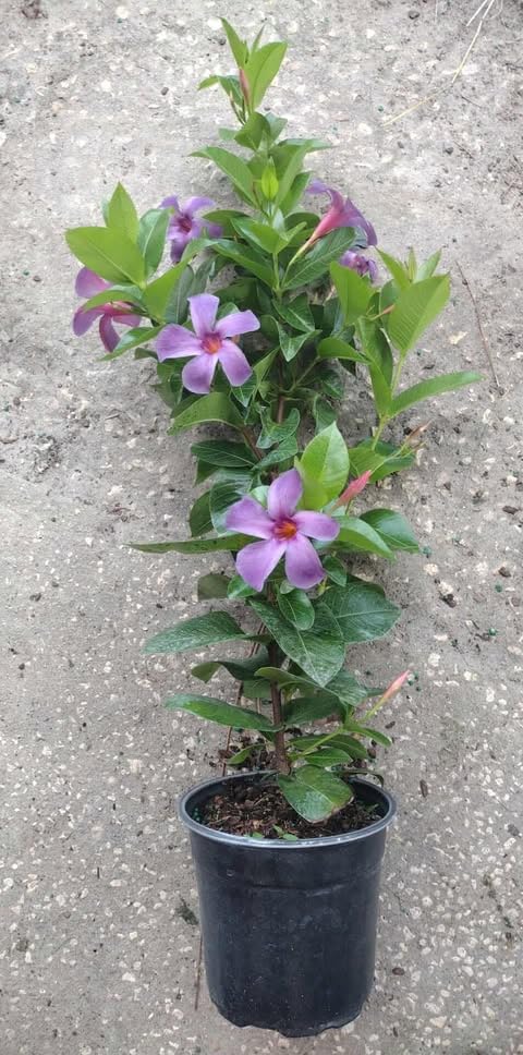 2 Purple Mandevilla Bush Plants, 10 to 12 Inc in Height, Mandevilla Vine Plant, Mandevilla Plants Live