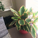 Tricolor Peperomia Plant Live, Peperomia Live Plant for Indoor Growing, Variegated Foliage, Easy Care Houseplant, 3.5 Inches Pot, 4-6 Inc Tall