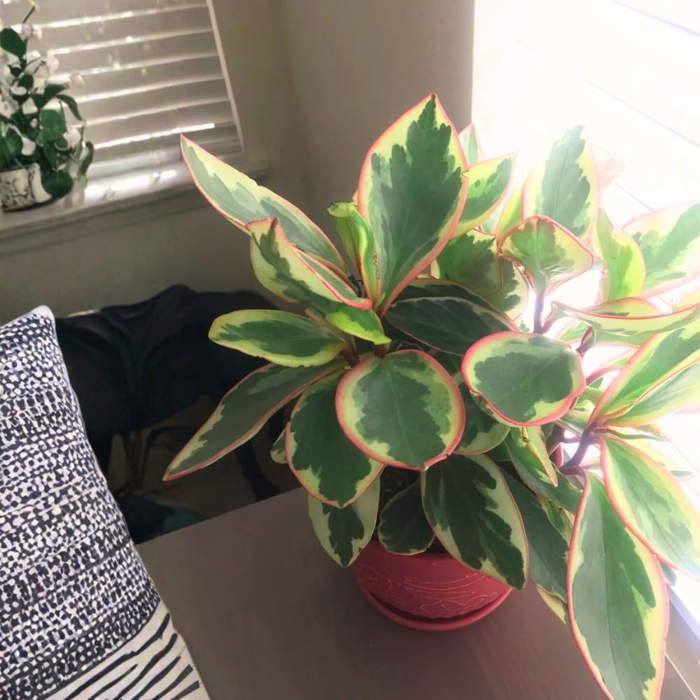 Tricolor Peperomia Plant Live, Peperomia Live Plant for Indoor Growing, Variegated Foliage, Easy Care Houseplant, 3.5 Inches Pot, 4-6 Inc Tall