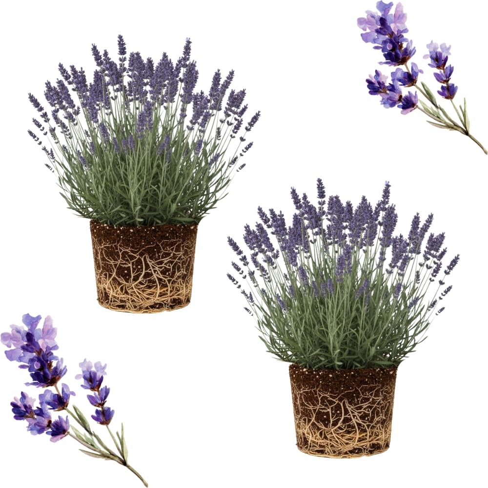 2 Lavender Plants Live Indoors, 4-8" Tall, Lavandula Perennial Flower Plants for Planting Outdoors Home Garden (Purple Lavender)