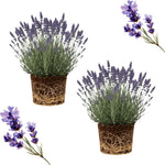 Set 2 Lavender Plants Live, Lavandula Perennial Flower Plants Indoor Outdoor, Well Rooted 4 to 8 Inch Tall to Grow (Purple Lavender)