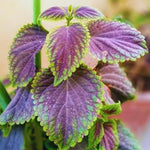 02 Purple Plectranthus Swedish Ivy Plants Live, Swedish Ivy Plant Pot, 4 Inches Pot, Swedish Ivy Plants Live House Plants, 3 to 6 Inches Tall