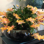 Yellow Christmas Cactus Plants Live, Thanksgiving Cactus Easter Cactus Plants Live, Well-Rooted Cold Hardy, Holiday Cactus for Indoor Outdoor Planting, 4-8 Inc Tall, Starter Tree