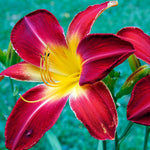 Pack 3 Red Daylily Bulbs for Planting, Hardy Perennial Flower with Vibrant Blooms, Reblooming Daylilies Bulbs for Garden Borders and Containers