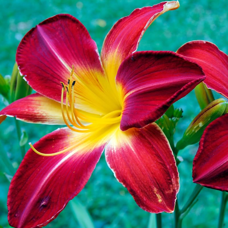 Pack 3 Red Daylily Bulbs for Planting, Hardy Perennial Flower with Vibrant Blooms, Reblooming Daylilies Bulbs for Garden Borders and Containers