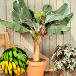Dwarf Cavendish Banana Plant Live, 4-6" Tall Well-Rooted for Indoor Tropical Displays, Cold Hardy Banana Fruit Tree