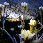 Night Blooming Epiphyllum Plant Live, Orchid Cactus Epiphyllum Oxypetalum Succulent Live Plant, 4-6” Tall in 4” Pot for Home or Patio