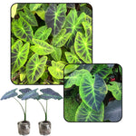 Colocasia Esculenta, Colocasia Live Plant, Elephant Ears Live Plant, Esculenta Taro Live Houseplant, 5-8 Inc Tall, No Pot (Rare Colocasia)