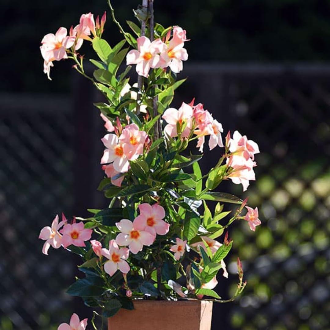 Mandevilla Plant Live, 5 to 7 Inc Tall Seedling, Peach Mandevilla Vine Plants, Perennial Flowering Mandevilla Live Plant Trellis Garden