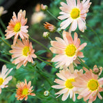 Apricot Chrysanthemum Plant, Set 2 Apricot Mums Plants Live, Hardy Perennial Mum Live Plant, 3 to 6 Inch Tall Garden Mum Starter Plants for Garden Beds, Containers, Vibrant Fall Blooms, No Pot