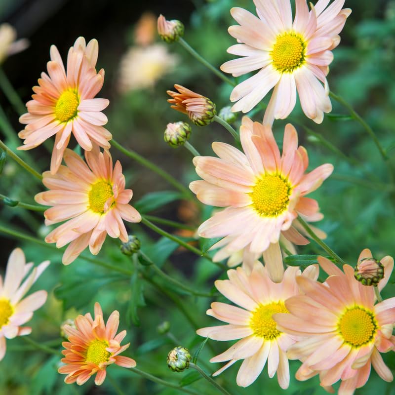 Apricot Chrysanthemum Plant, Set 2 Apricot Mums Plants Live, Hardy Perennial Mum Live Plant, 3 to 6 Inch Tall Garden Mum Starter Plants for Garden Beds, Containers, Vibrant Fall Blooms, No Pot