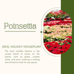 Set 2 Poinsettia Live Plants, Holiday Houseplant, Poinsettias Trees Live Plants, Christmas Decorative Flowers 4-9'' Tall, Peachy Blooms