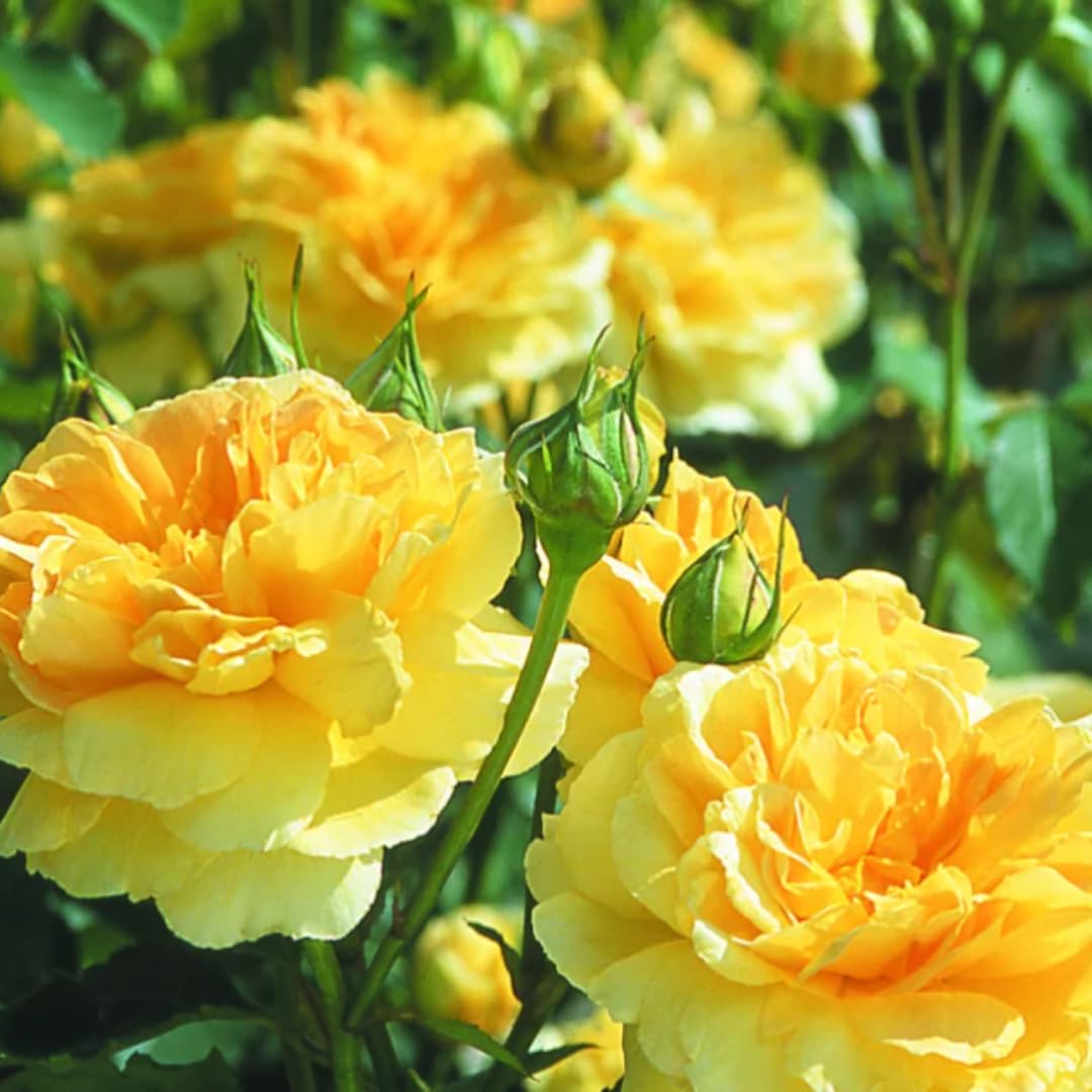 Combo 6 Yellow Rose Cuttings, 5–8 Inch Long Starter Cuttings for Planting, Rose Bush Flower Plant for Garden Outdoor Growing