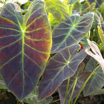 Combo 3 Dark Leaf Colocasia Live Plants, Elephant Ear Esculenta Taro, 5 to 8" in Tall, Alocasia Live Plant for Planting, Live Houseplant Colocasia Plant