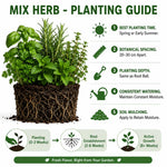 6 Herb Plants Live Starter Plugs, Basil, Rosemary, Oregano, Mint or Assorted Edible Herbs, Ready-to-Plant Garden Combo