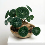 Stephania Plant, Stephania Cephalantha Live Caudex, 2-2.5 Inches Wide, Rare Succulent for Indoor Outdoor Decoration, 4-5 Cm