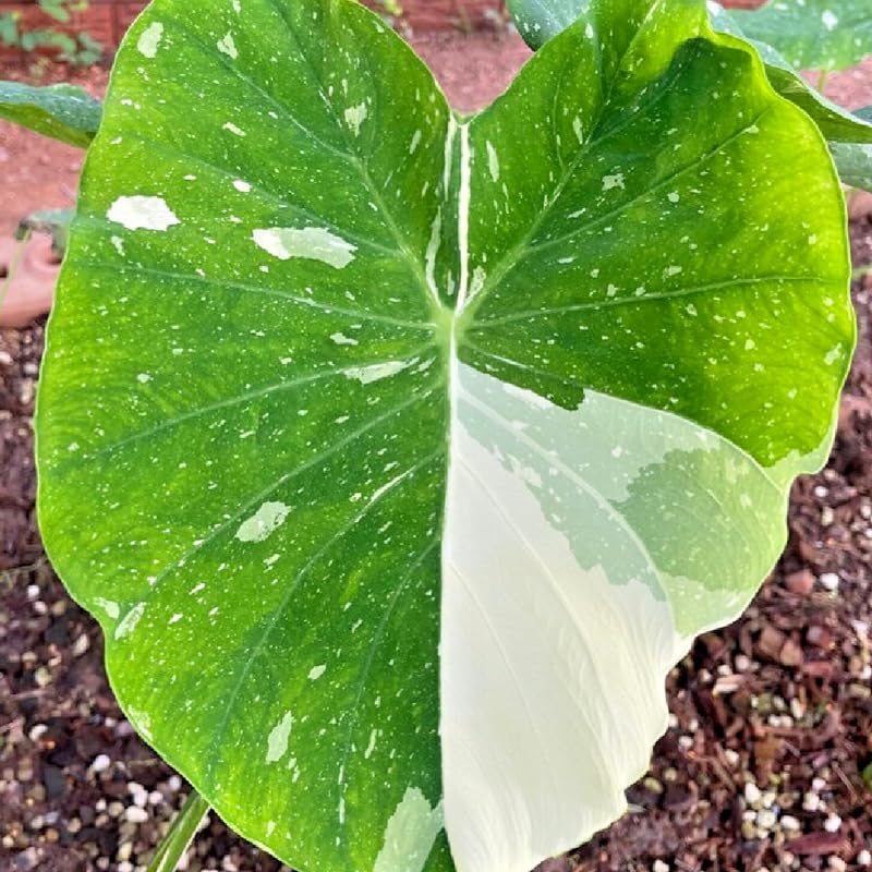 Elephant Ear Plants, Rare Colocasia Plant Live, Perennial Esculenta Taro Alocasia 4-8 Inch Tall, Indoor Outdoor Garden (White Spotted)