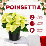 2 Poinsettia Plants Live, Green Poinsettia Flowers Christmas Decorations, Holiday Houseplant, Poinsettias Trees Plants, No Pot, 5-9" Tall