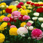 25 Ranunculus Bulbs for Spring Planting, Perennial Flowers Bulbs for Gardens, Vibrant Peony Buttercup Corms for Outdoor Borders (Mix Ranunculus)