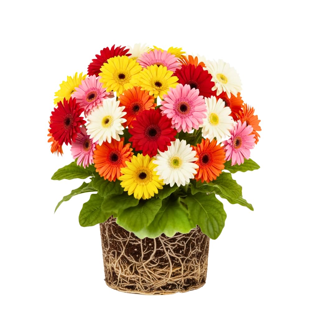 Set of 2 Mix Daisy Plants, Gerbera Daisy Live Plants, 5 to 6 Inches Tall, Gerbera Daisy Plants for Gardening, No Pot