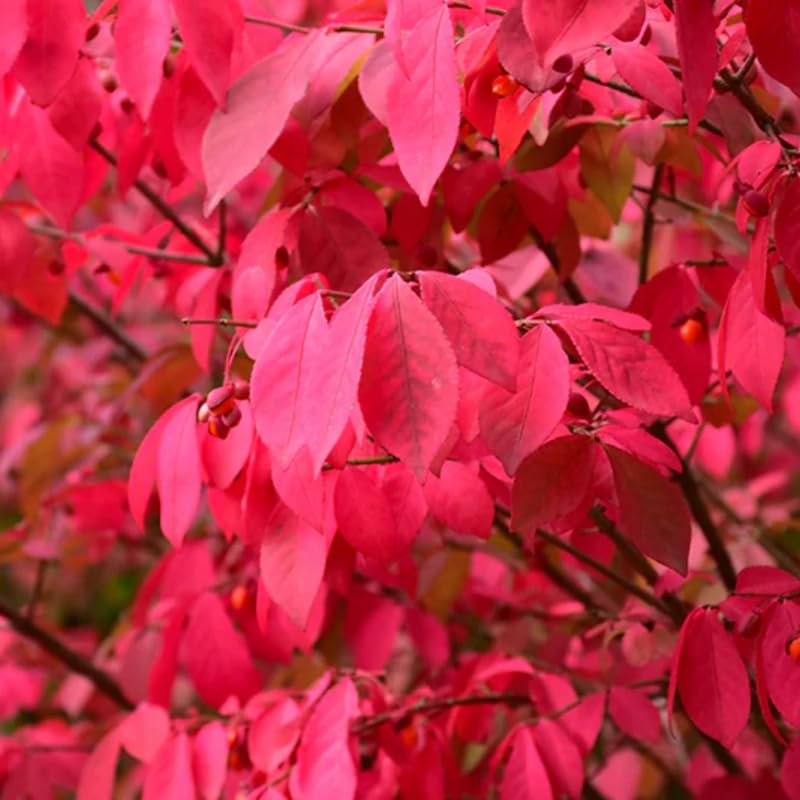 Dormant Red Burning Bush Shrub, Hardy Shrub for Vibrant Fall Foliage, Hardy Burning Bush Tree 6-10 Inches