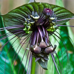 1 Tacca Bat Flower Live Plant, 5-9" Tall, Bat Orchid Plants Live Indoor, Houseplants Live for Growing Your Garden (Black Tacca Chantrieri Plant)