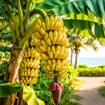 Random Banana Tree Live Plant, Edible Fruit, 4-6" Tall