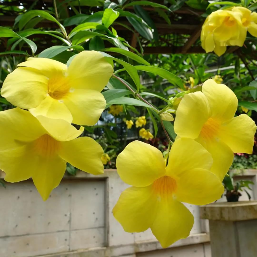 2 Yellow Mandevilla Bush Plants, 5 to 7 Inc in Height, Mandevilla Live Plant, Mandevilla Plants Live