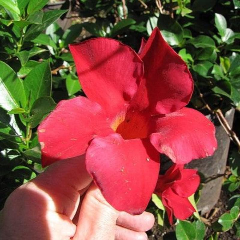 2 Rare Red Mandevilla Plants Live, Trailing Mandevilla Vine for Outdoor Planting, 4-6 Inch Tall Live Flowering Vine for Trellis or Containers