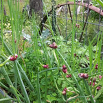 3 Egyptian Walking Onion Live Plants for Outdoor Planting, Set 3 Plants of Second Year, Winter Hardy Rare Fresh Heirloom Allium Winter, Top Size Onions Vegetable