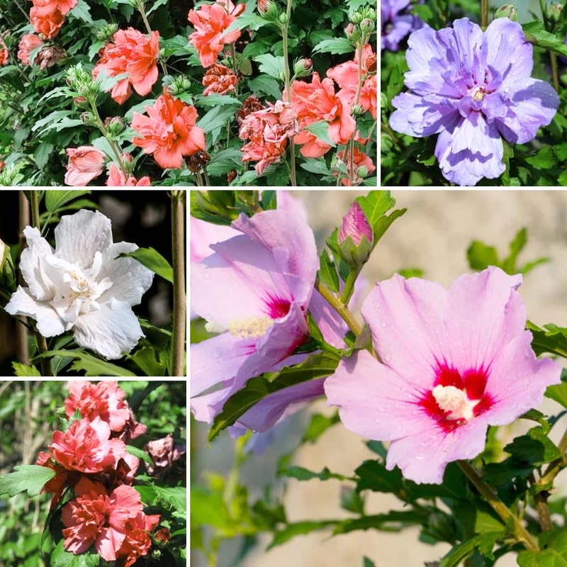 Mixed Rose of Sharon Plant, Hardy Hibiscus Bush Shrub Well-Rooted 7-13" Tall Althea Shrub with Summer Blooms for Outdoor Landscape